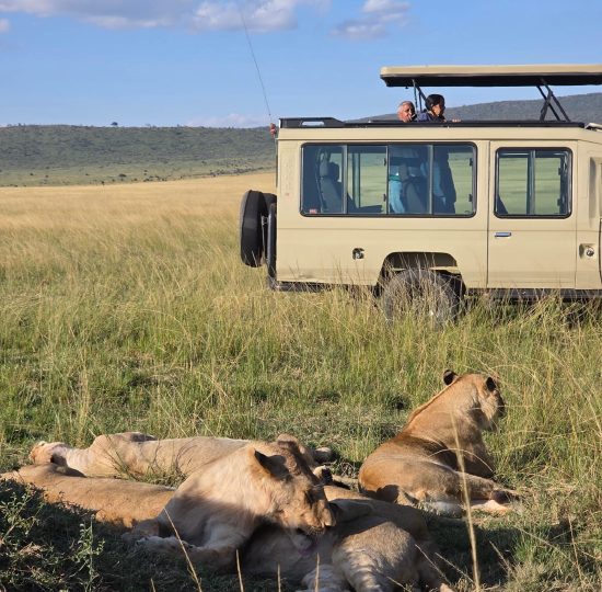 Tanzania Wildebeest Crossing Safaris