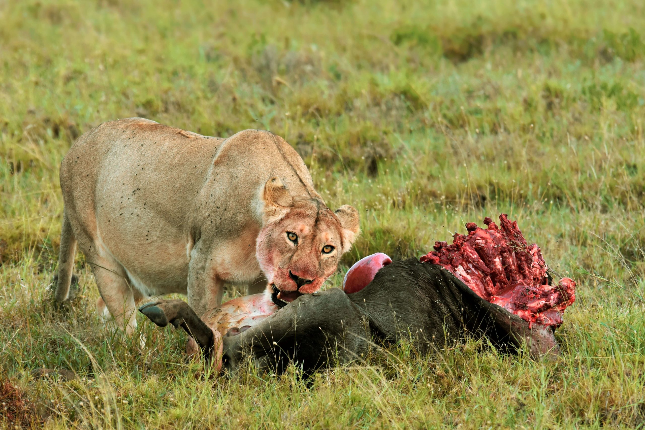 Best Tanzania Safari