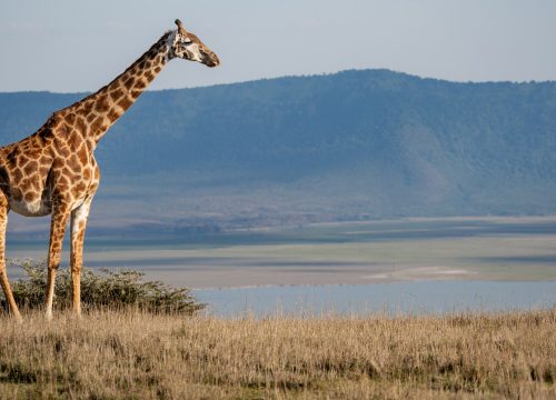 10-Day Tanzania Only Safari Itinerary