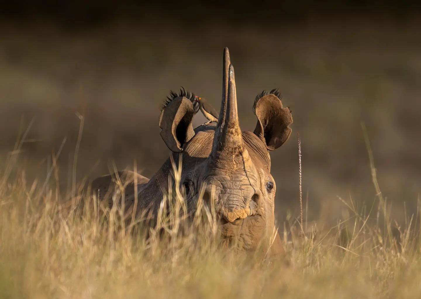 Ngorongoro Safaris Tanzania