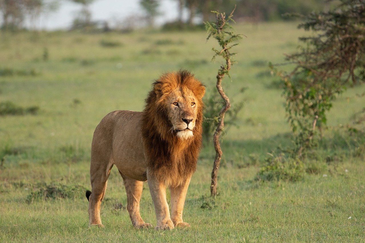 Safaris In Serengeti Tanzania