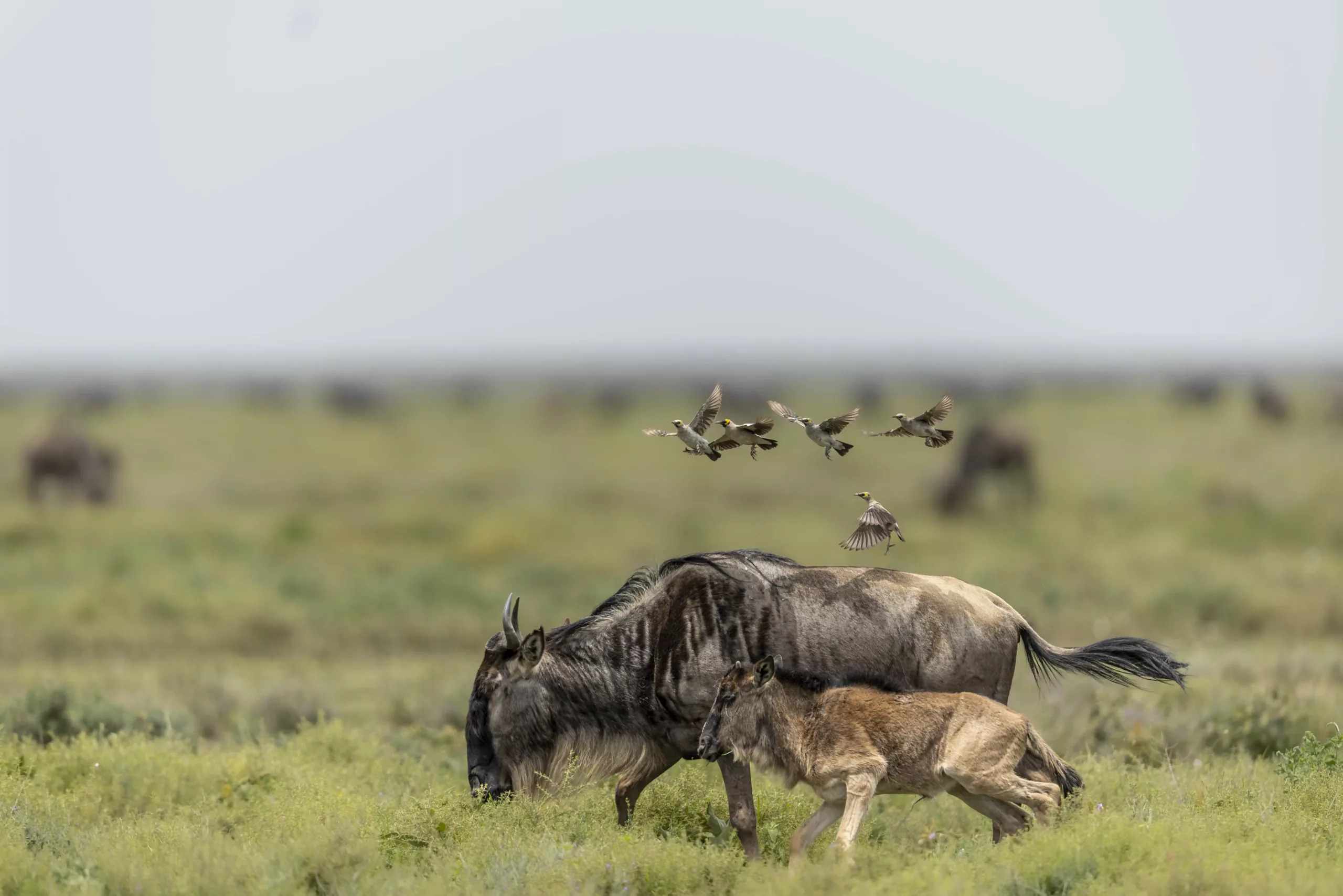 Serengeti River Crossings