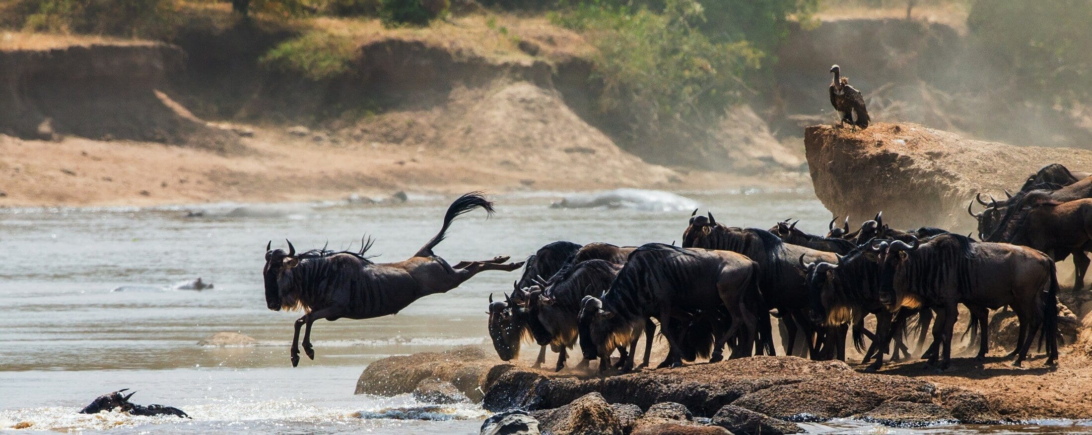 Great Migration 