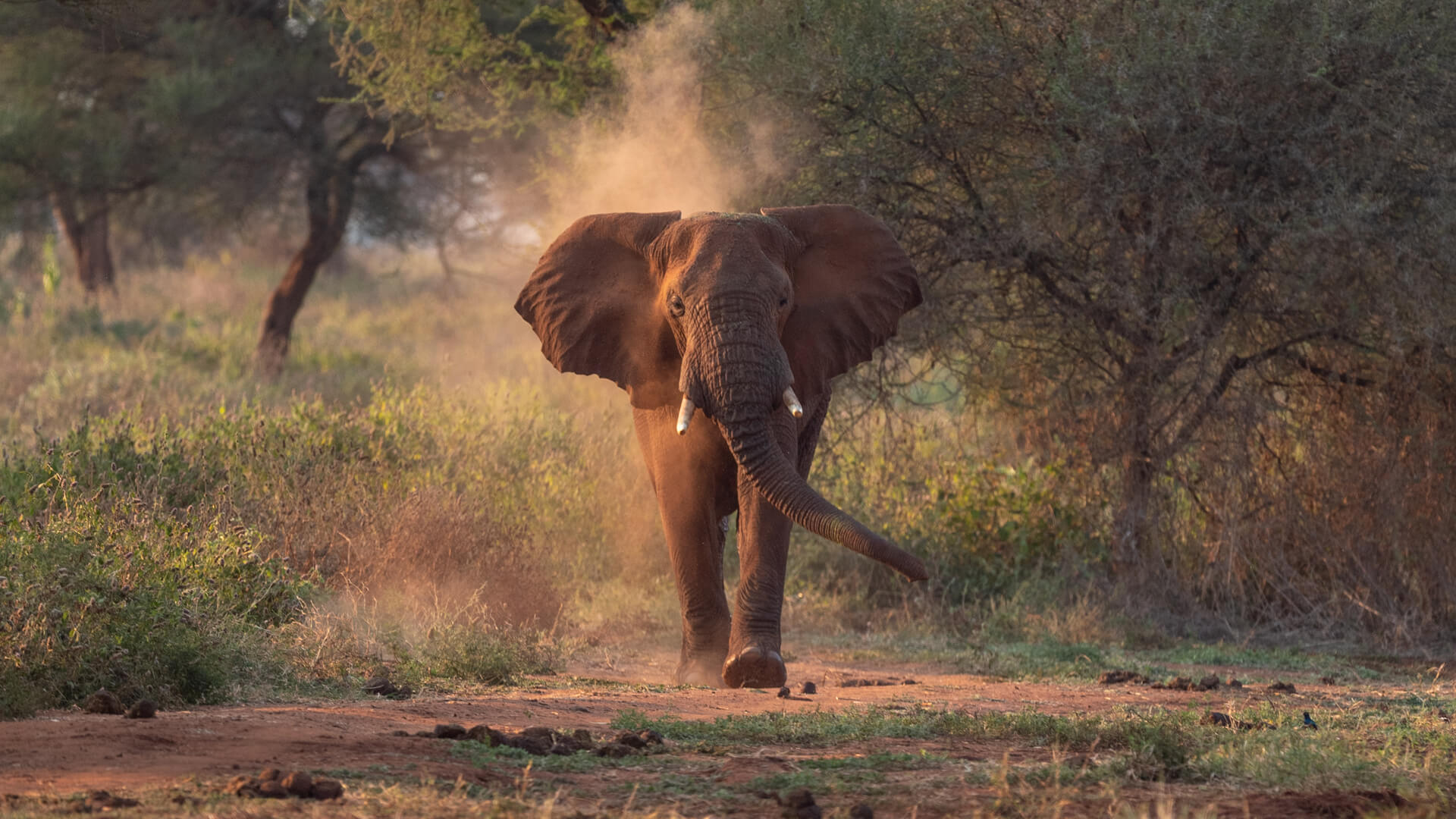 Tarangire Safari Packages