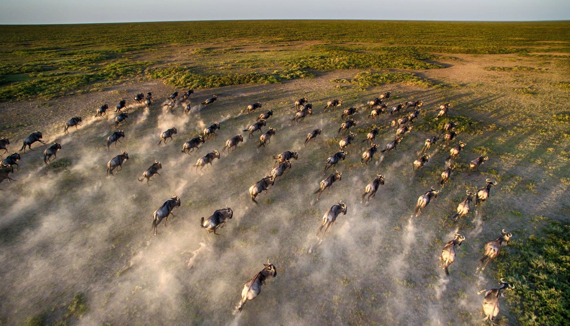Tanzania Safari Tour Packages